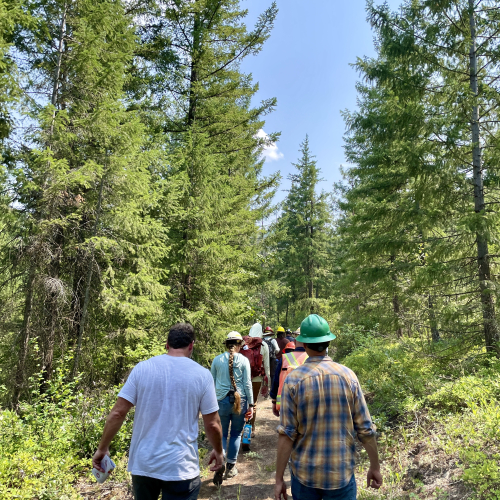 Land managers walking in a green forest